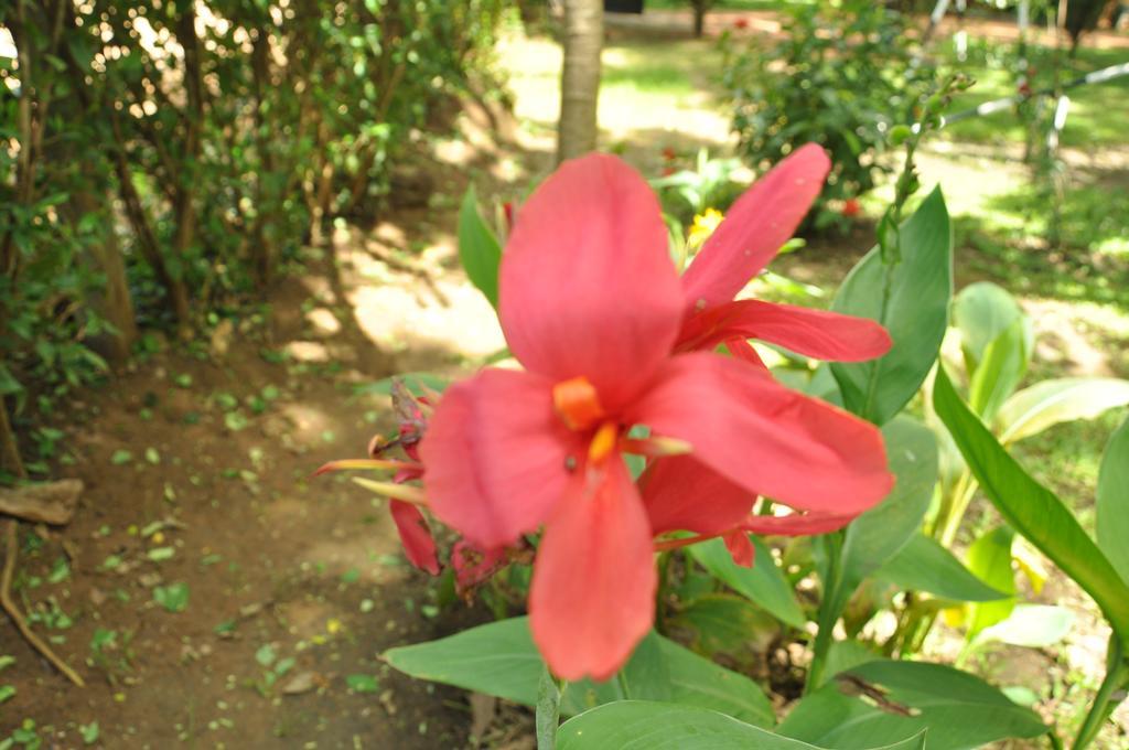 Sujatha Tourist Rest Hotel Dambulla Exterior photo